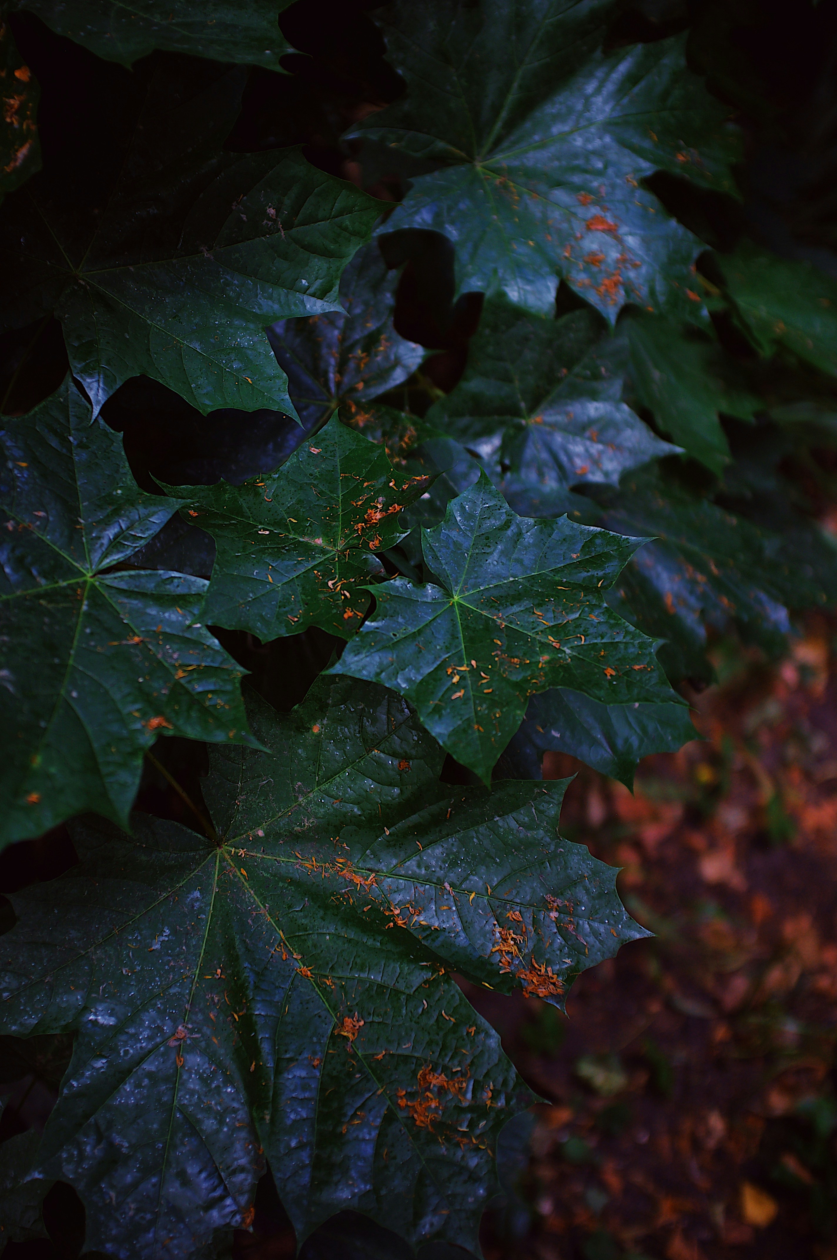 un primo piano di una foglia su un albero