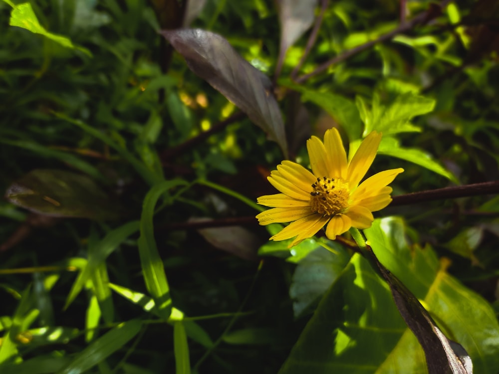 a yellow flower is growing in the grass