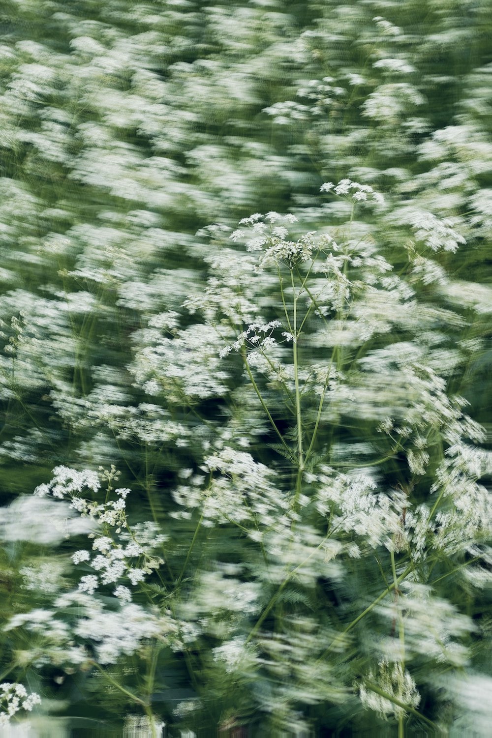 uma foto desfocada de flores brancas em um campo