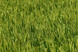 A dense field of lush green rice plants, with stalks swaying closely together. The rice grains are almost mature, giving a hint of golden hue among the greenery, indicating a healthy crop nearing harvest.