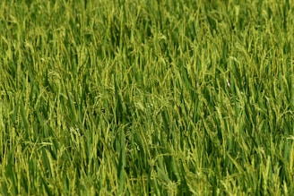 A dense field of lush green rice plants, with stalks swaying closely together. The rice grains are almost mature, giving a hint of golden hue among the greenery, indicating a healthy crop nearing harvest.