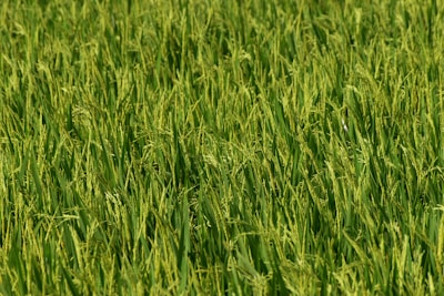 A dense field of lush green rice plants, with stalks swaying closely together. The rice grains are almost mature, giving a hint of golden hue among the greenery, indicating a healthy crop nearing harvest.