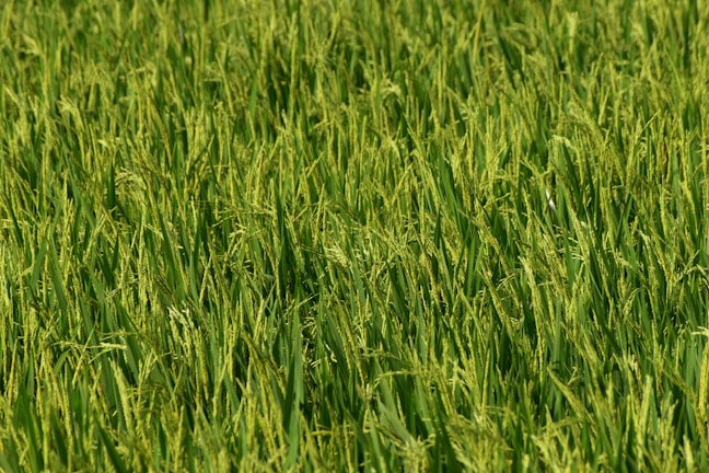 A dense field of lush green rice plants, with stalks swaying closely together. The rice grains are almost mature, giving a hint of golden hue among the greenery, indicating a healthy crop nearing harvest.