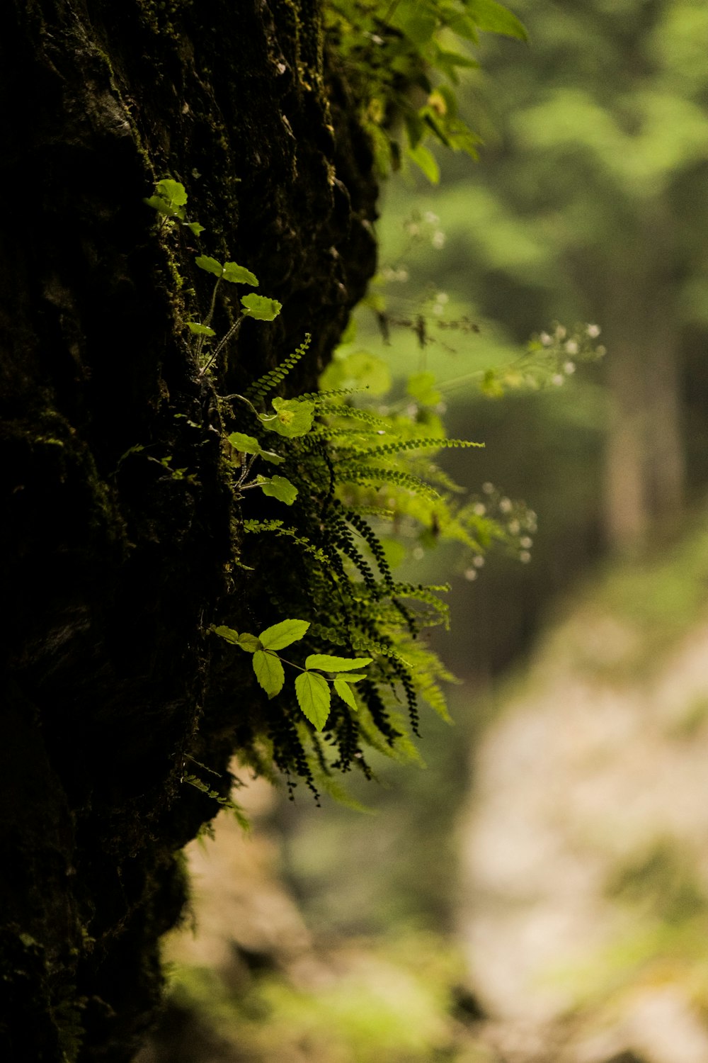 a forest filled with lots of green plants