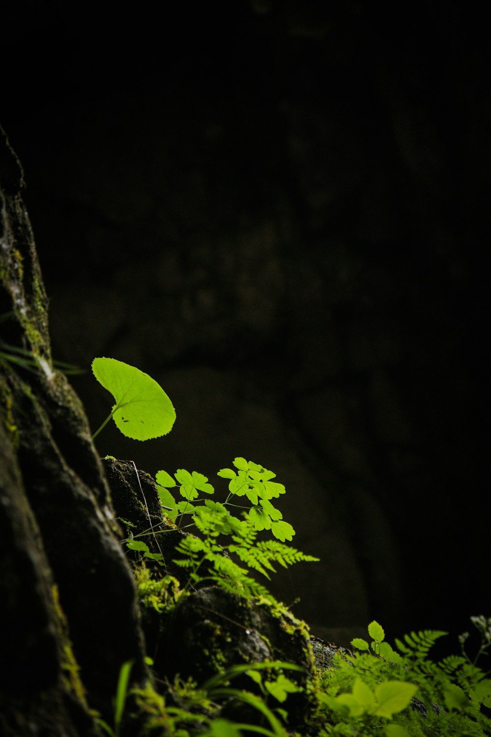 a green plant growing out of the side of a rock