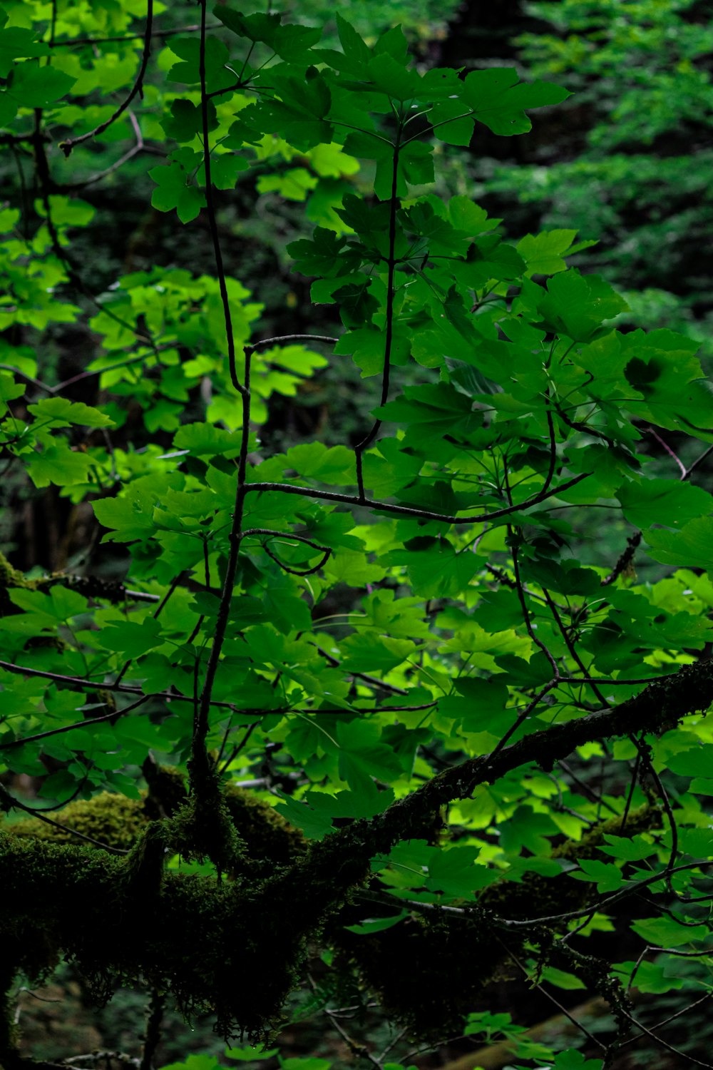 a bird perched on a tree branch in a forest