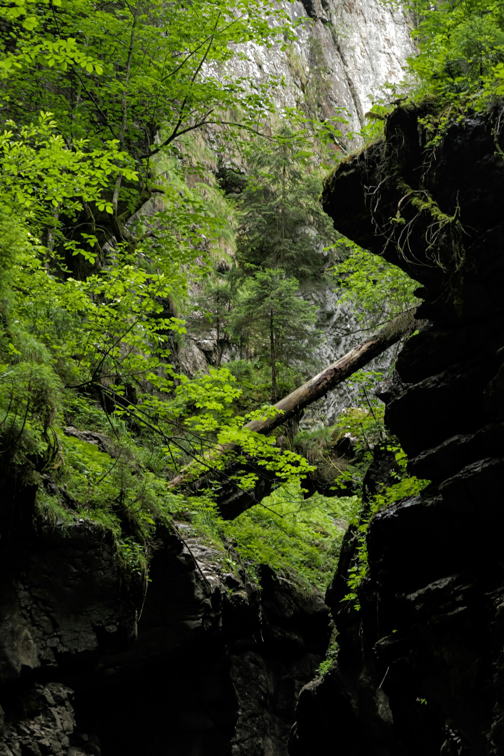 a waterfall in the middle of a lush green forest