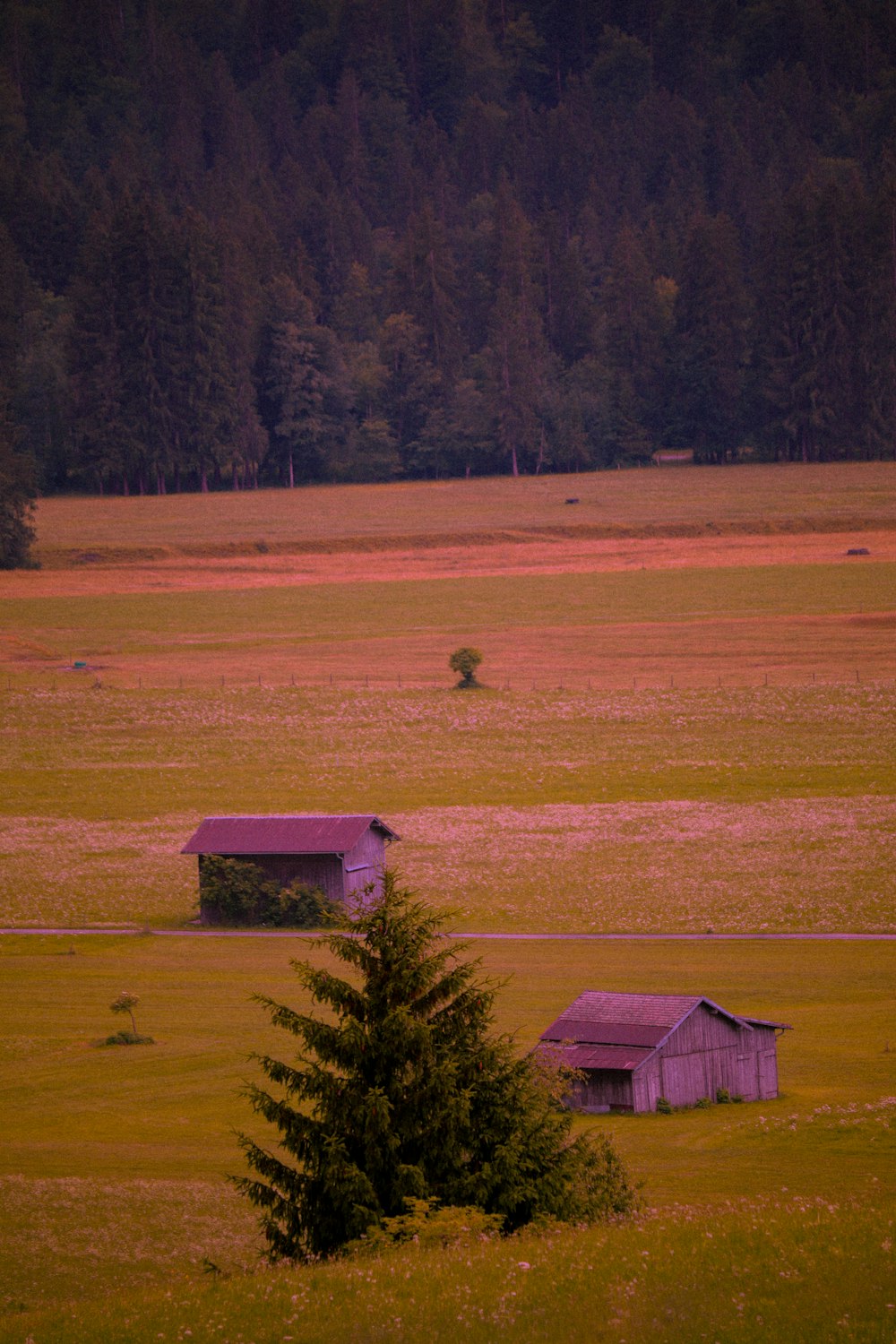 two barns in a field with trees in the background