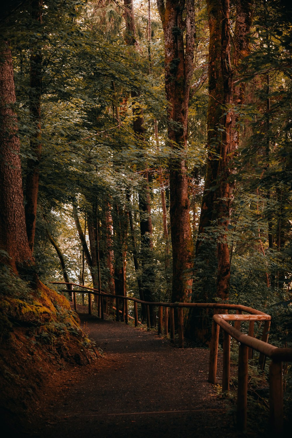 a path through a forest with lots of trees