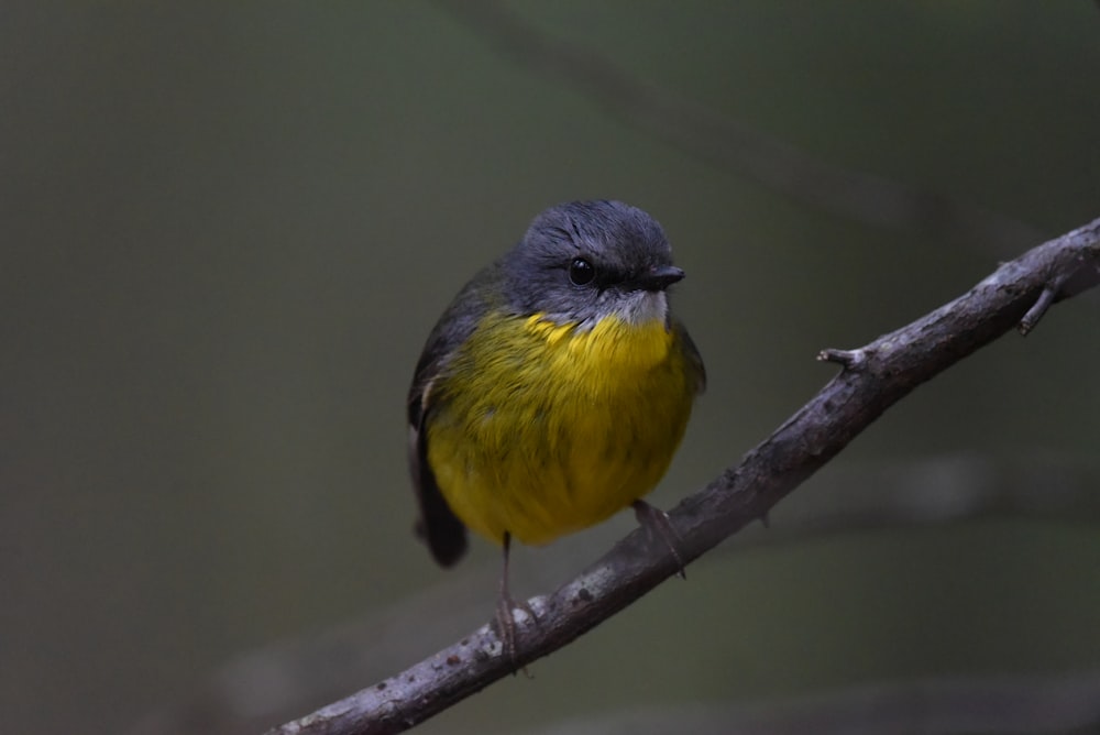 a small yellow and blue bird sitting on a tree branch