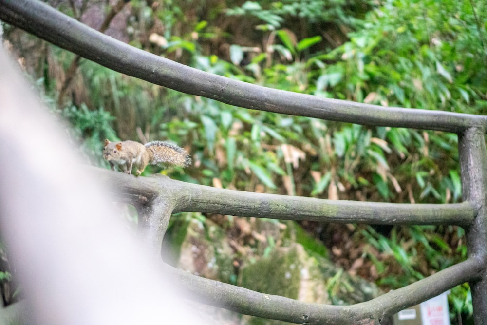 a small animal standing on top of a wooden rail