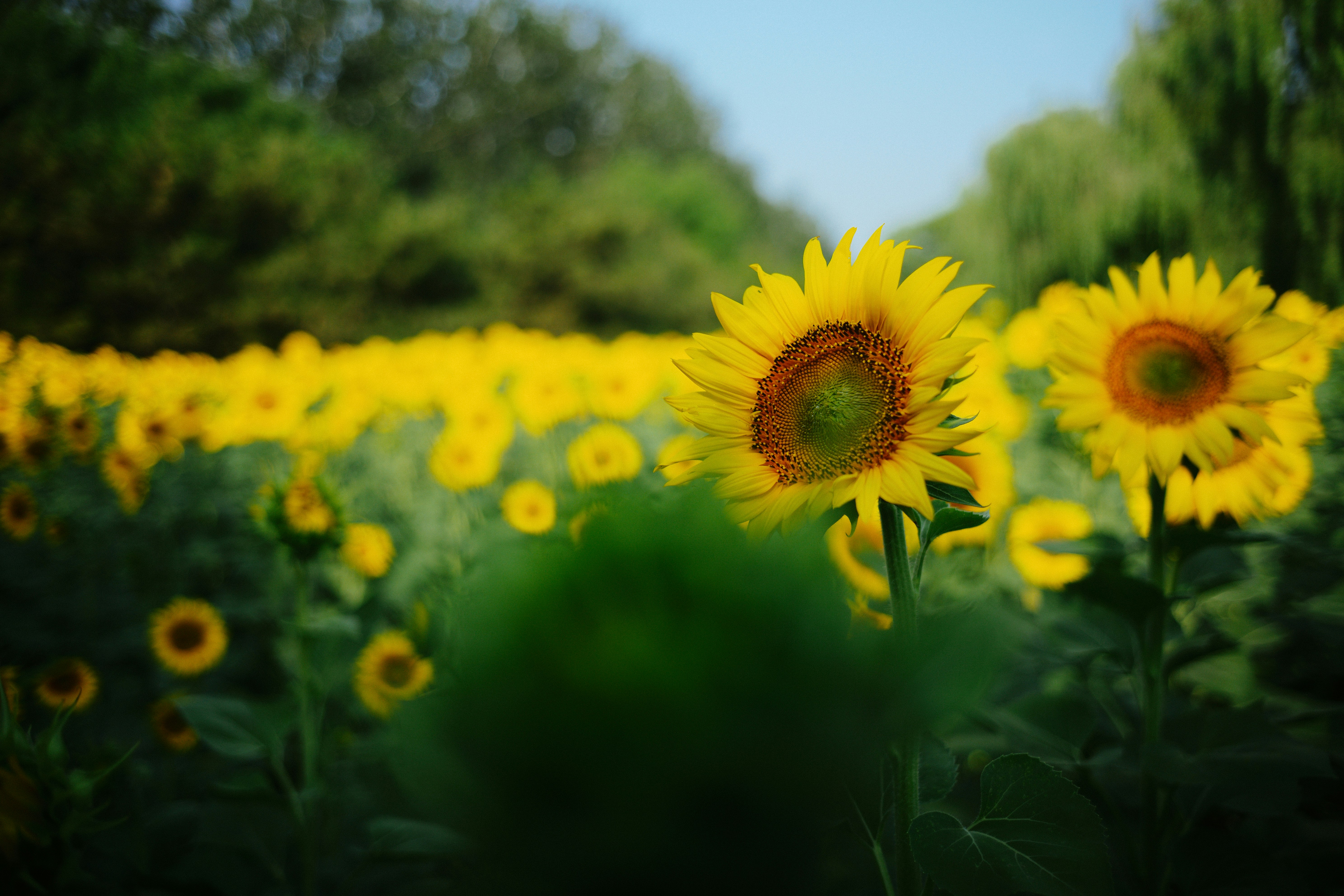 Photo by tommaomaoer