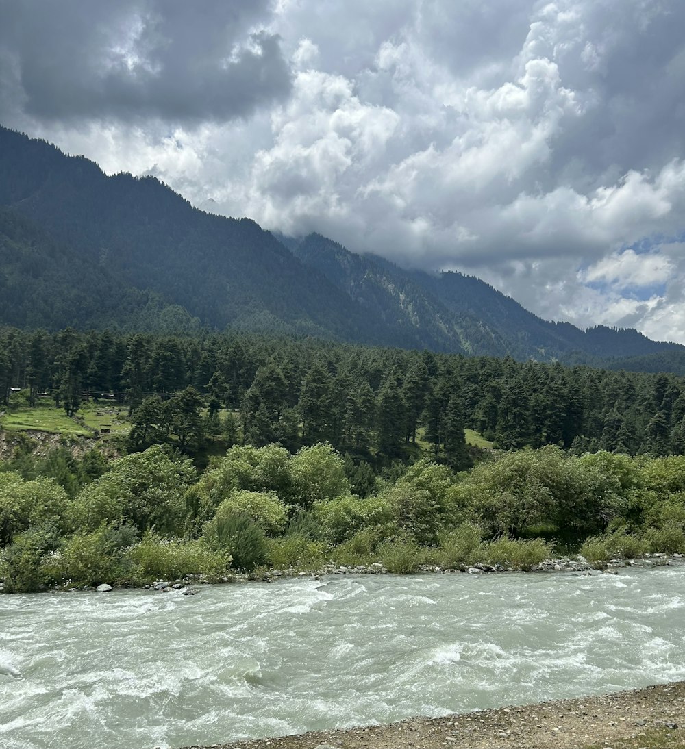 a river running through a lush green forest