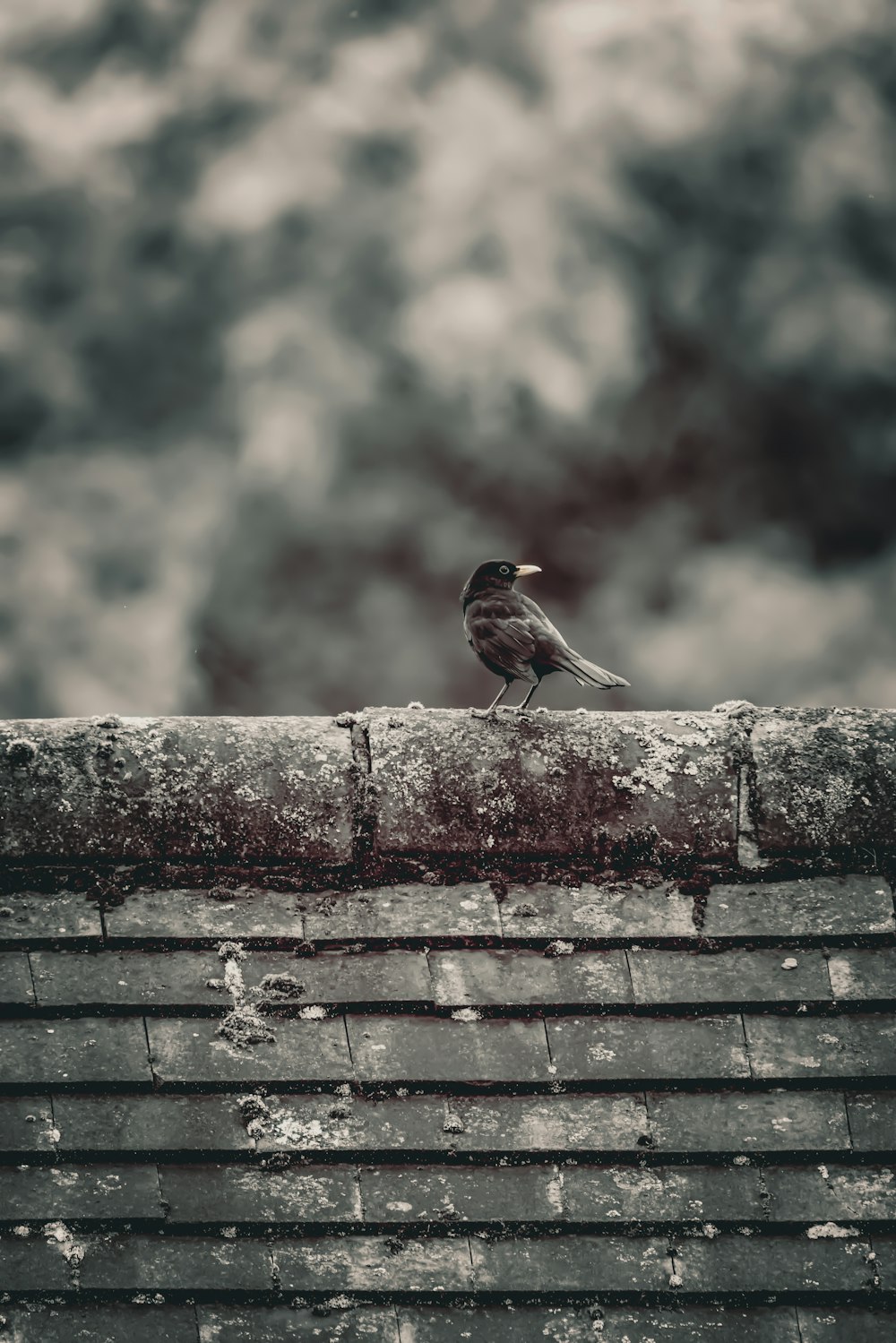 un petit oiseau assis sur un toit