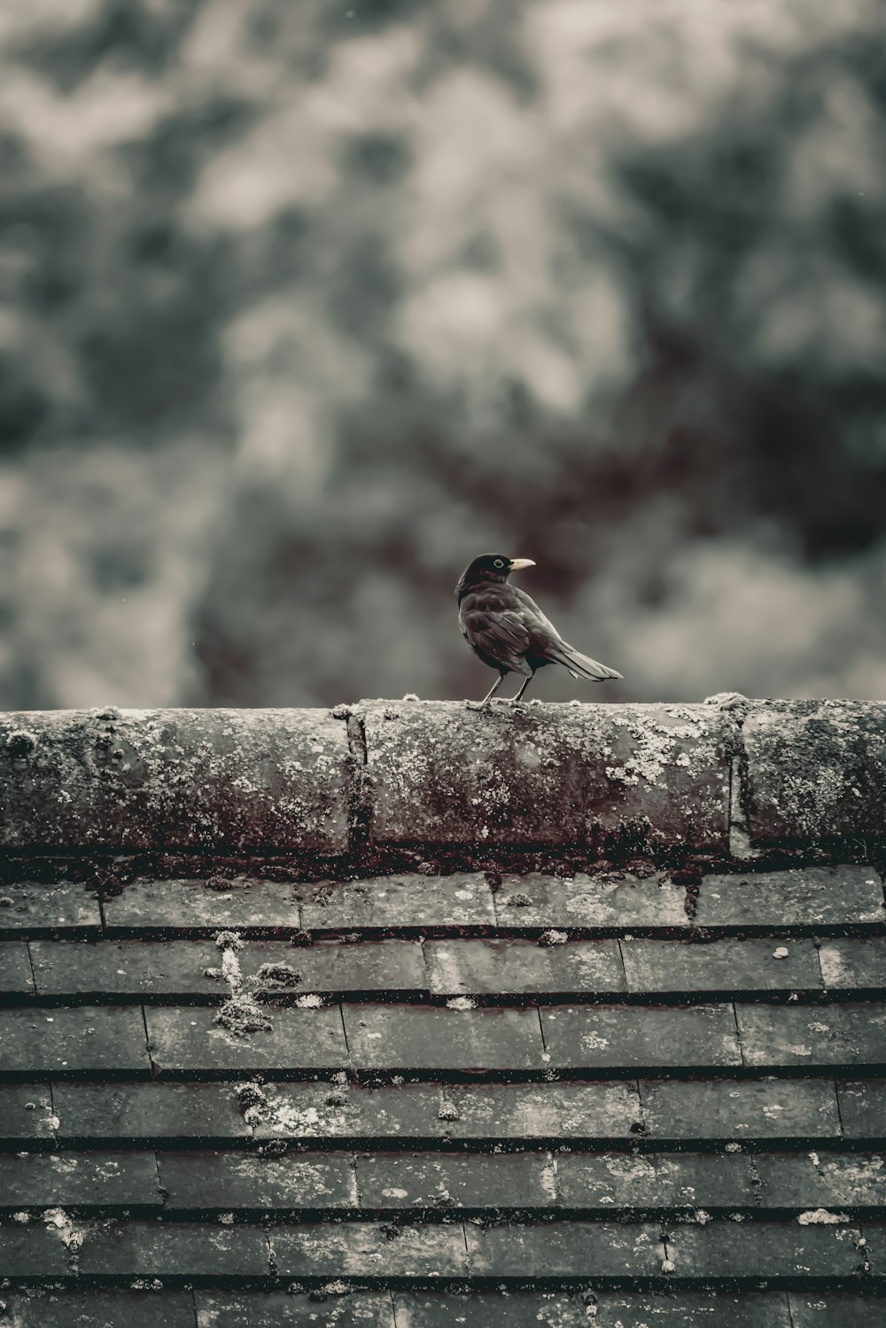 a small bird sitting on top of a roof