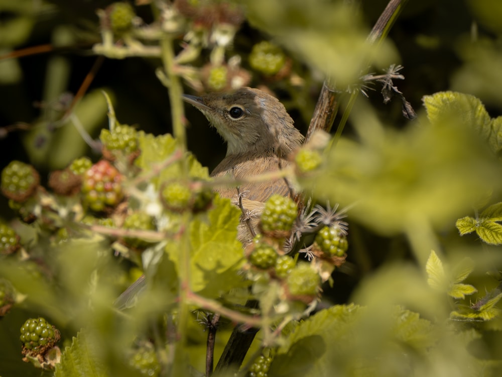 a small bird sitting on top of a tree branch