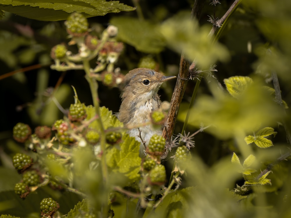 a small bird perched on top of a tree branch