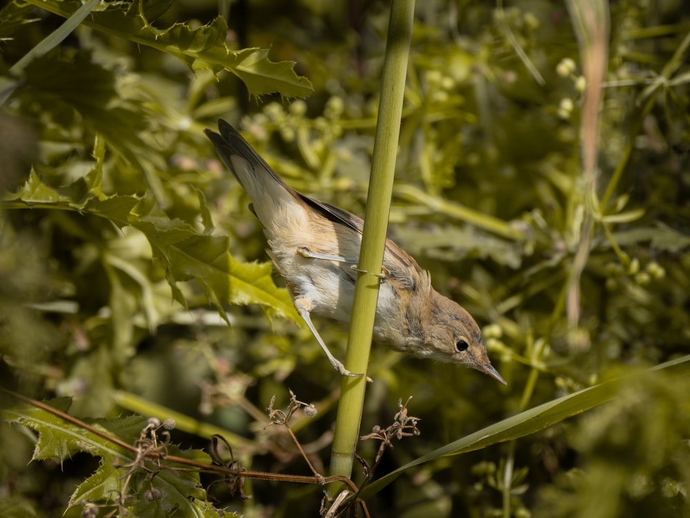 a small bird sitting on top of a green plant