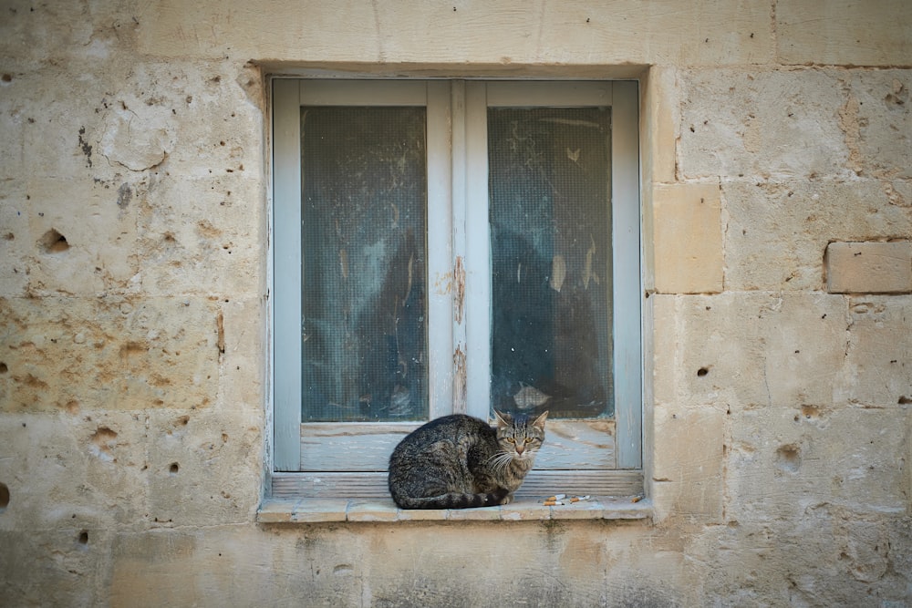 um gato está sentado em um parapeito de janela