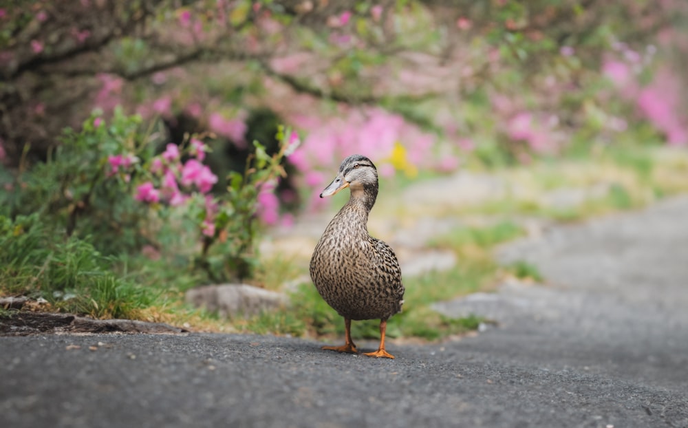 a duck standing on the side of a road