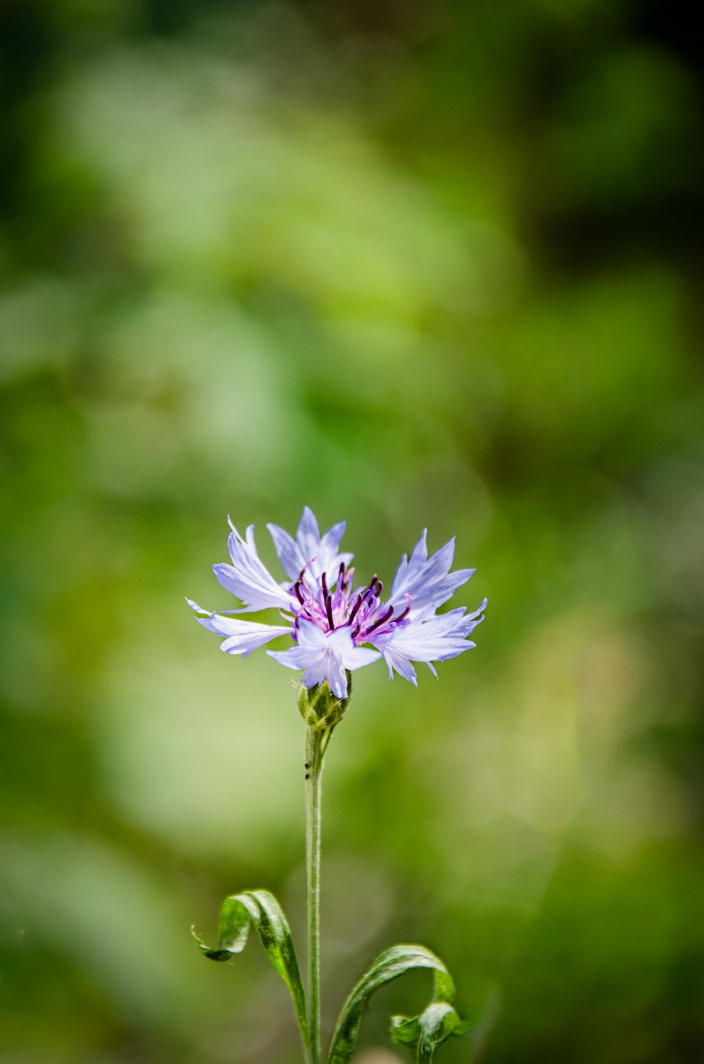 Un singolo fiore viola con uno sfondo sfocato