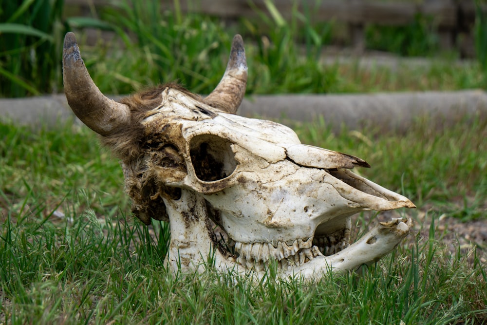 an animal skull with horns laying in the grass