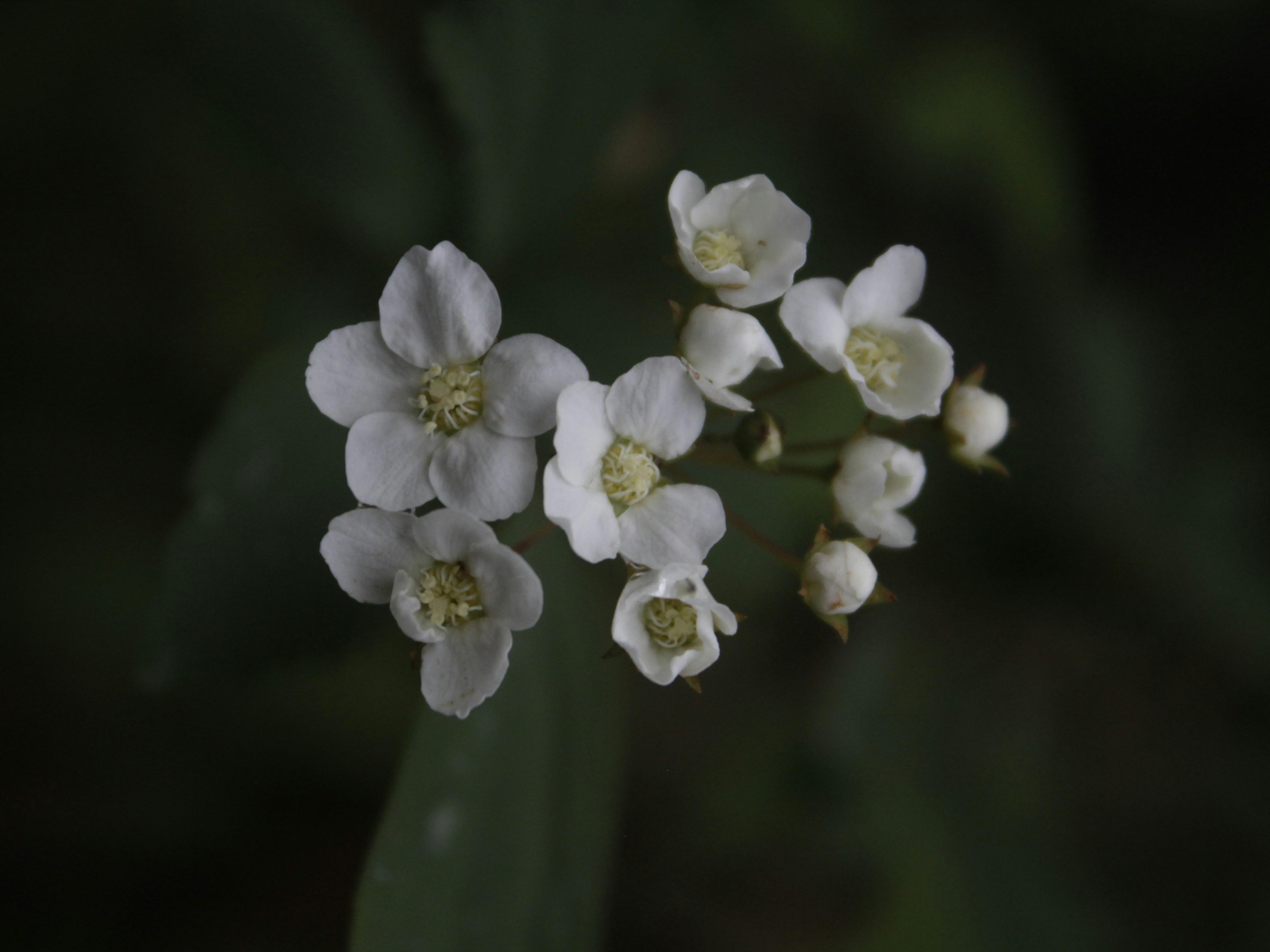 a group of white flowers sitting on top of a green plant