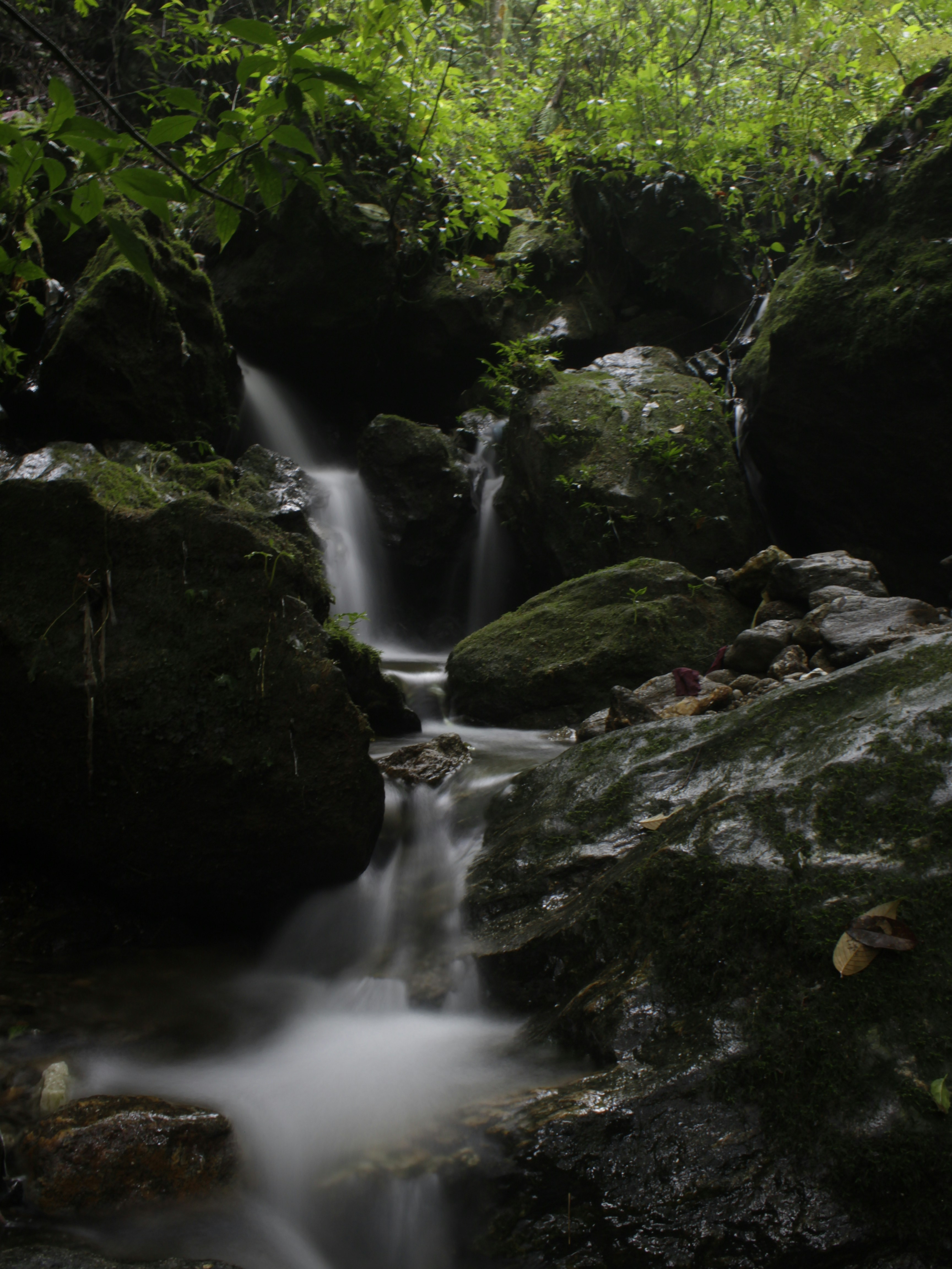 a stream of water running through a lush green forest