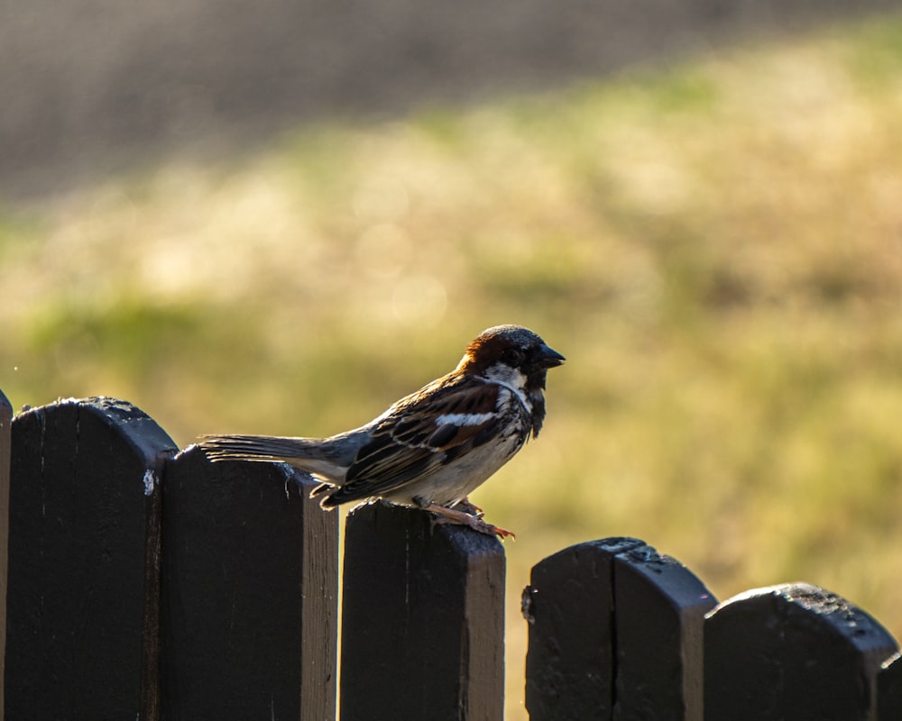 a small bird perched on top of a wooden fence