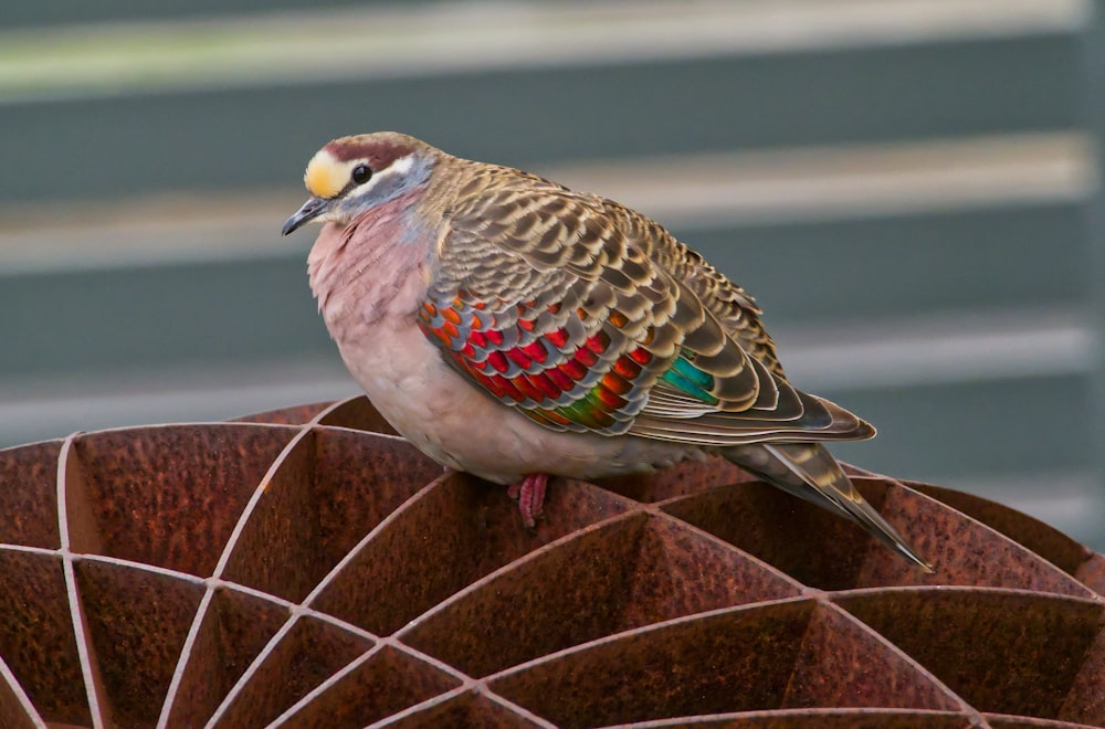 a bird sitting on top of a metal object