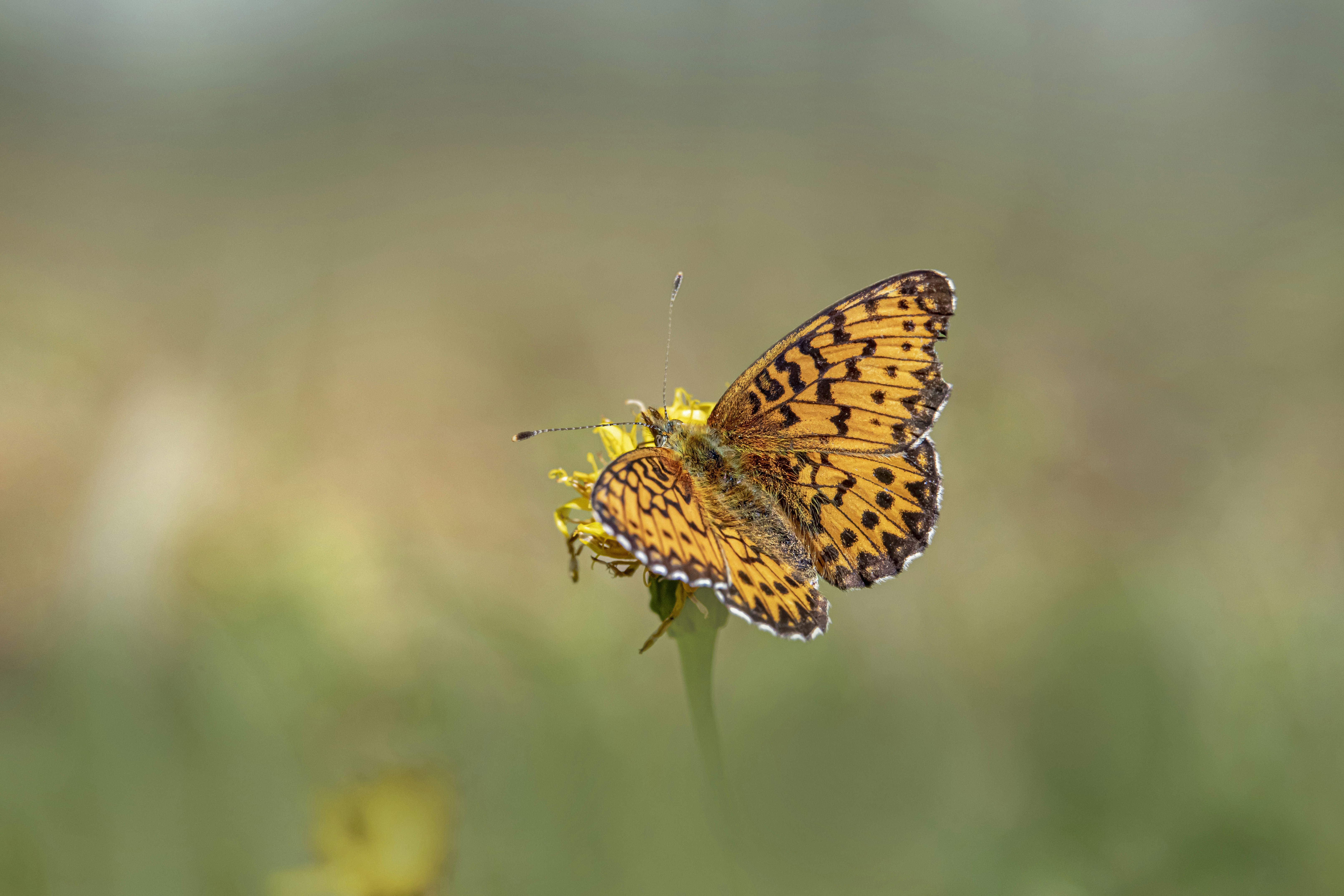 Photo by erik_karits