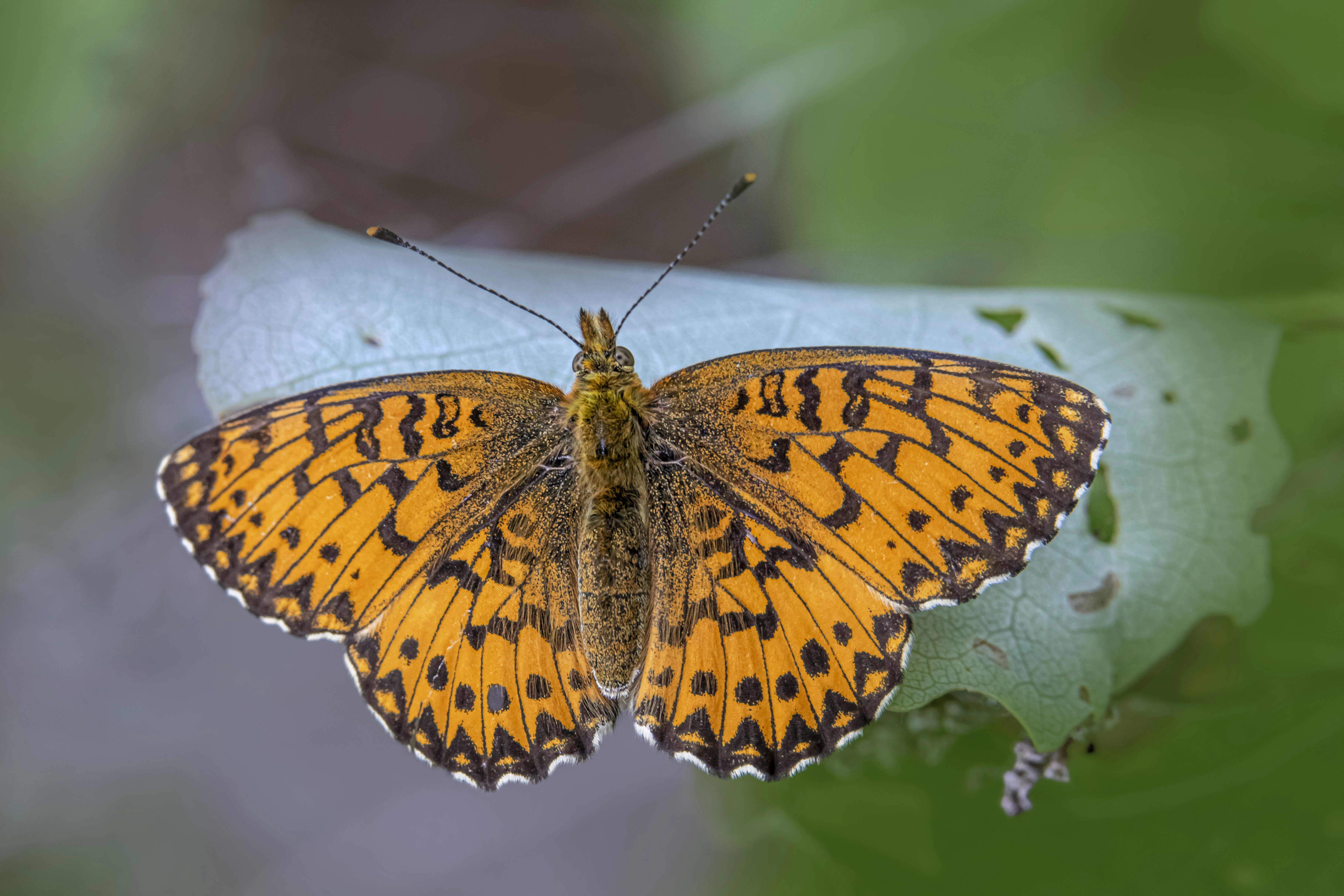 Photo by erik_karits