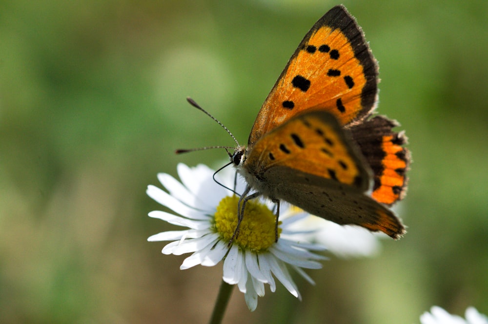 a small orange butterfly sitting on a white flower