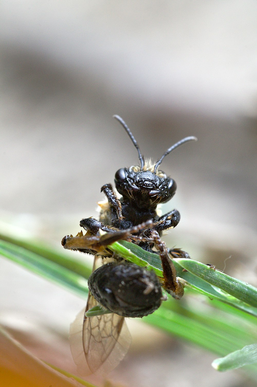 a close up of a bug on a plant