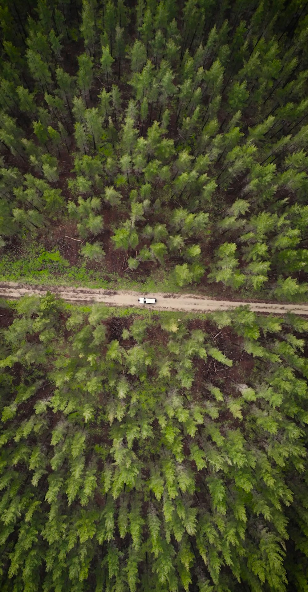 a car driving down a dirt road in the middle of a forest