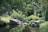 A serene natural landscape featuring lush green foliage, rocks, and a calm body of water reflecting the surroundings. Tall trees create a canopy overhead, and there is a rustic thatched structure in the background, adding to the tranquil atmosphere.
