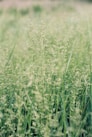 a close up of a field of tall grass