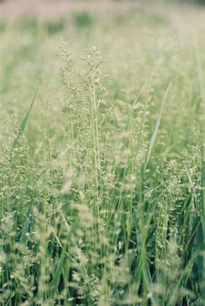a close up of a field of tall grass