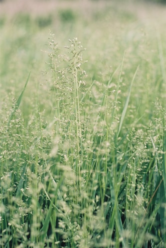 a close up of a field of tall grass