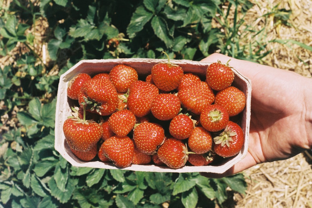 a person holding a bowl of strawberries in their hand