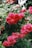 a bush of red flowers with green leaves