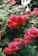 a bush of red flowers with green leaves
