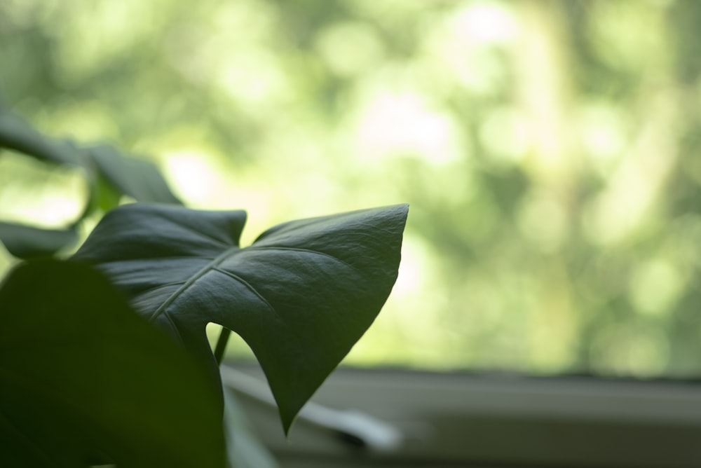 a close up of a green plant near a window