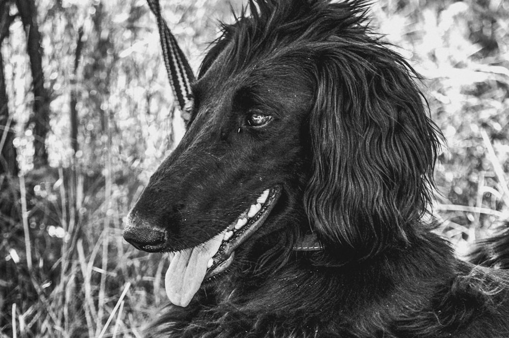 a black dog with long hair sitting in the grass