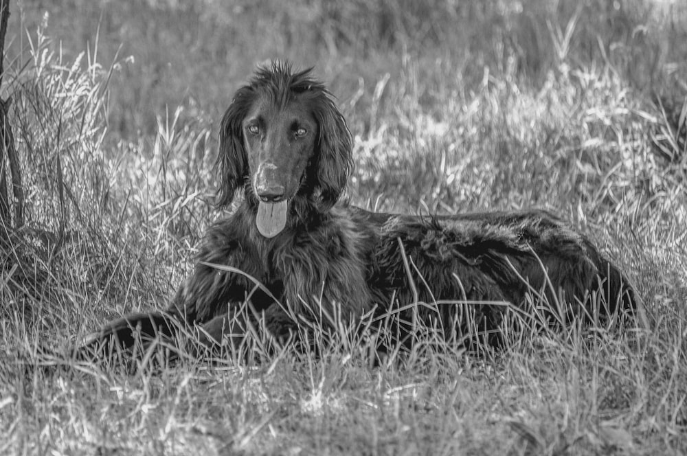 a black and white photo of a dog laying in the grass