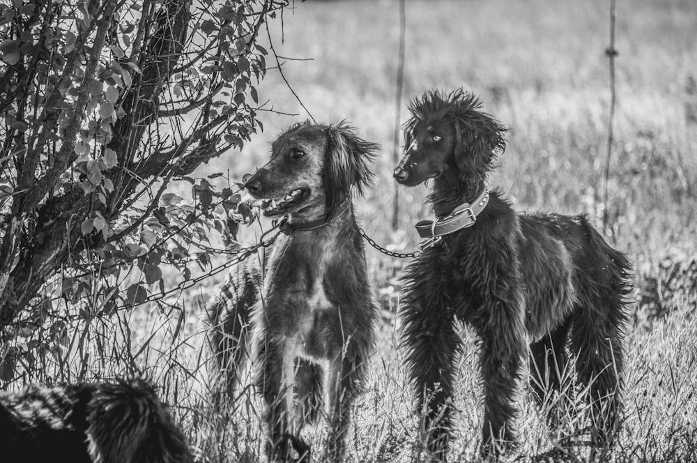 a couple of dogs that are standing in the grass