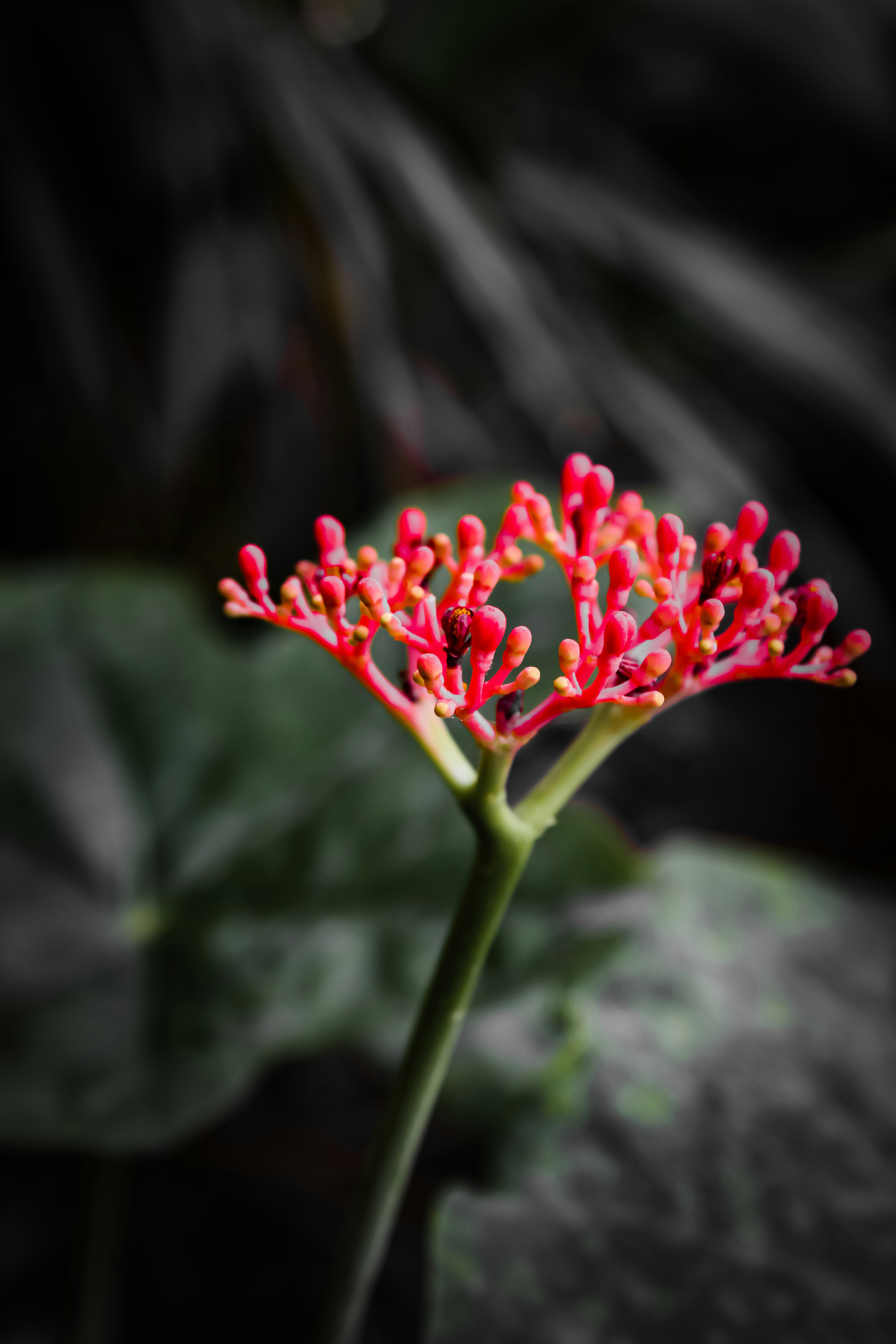 Photo by sadman_asif