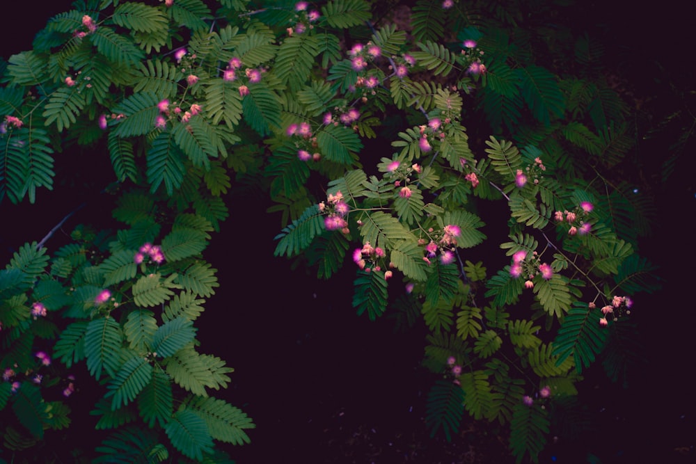 a bush with pink flowers and green leaves