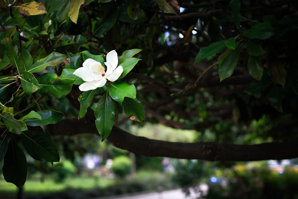 a white flower on a tree branch in a park