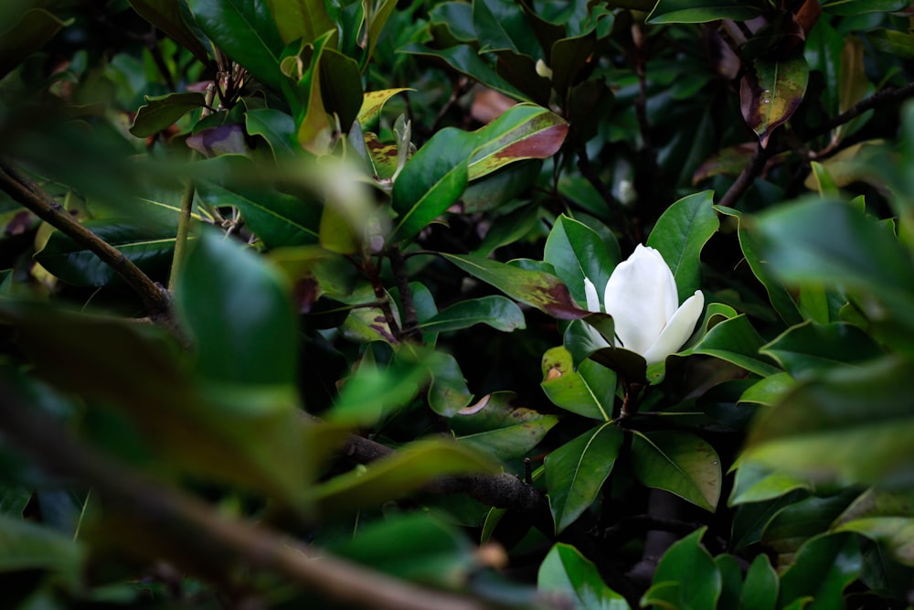 a white flower is in the middle of some green leaves